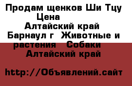 Продам щенков Ши-Тцу › Цена ­ 10 000 - Алтайский край, Барнаул г. Животные и растения » Собаки   . Алтайский край